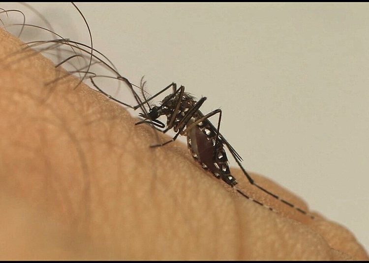 Casos de dengue registram aumento de 599,5%, na comparação com 2018