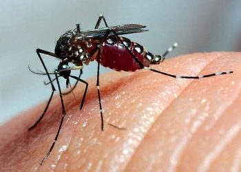 Brasil está entre os países mais atingidos pela dengue