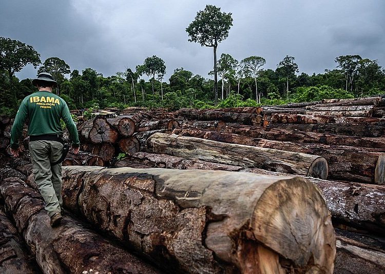 Fiscal do Ibama durante operação contra extração ilegal de madeira em terra indígena