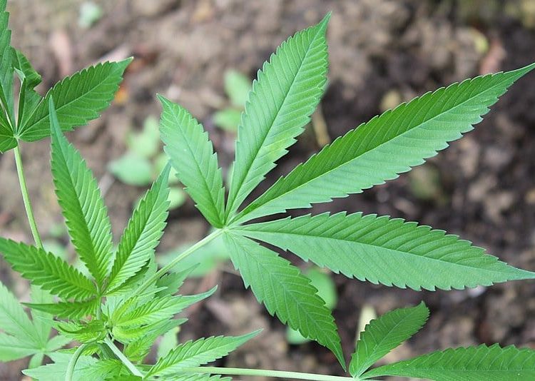 Princípios ativos presentes na planta de cannabis são benéficos no tratamento de diversas doenças
