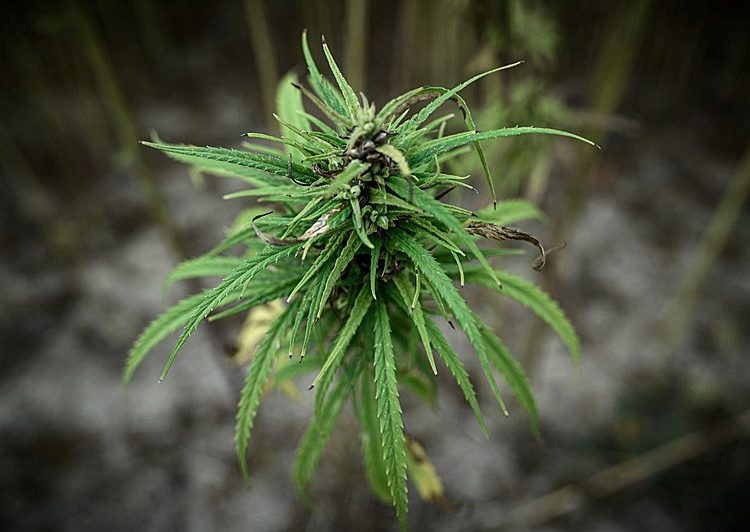 Uma planta de cannabis sativa, da qual se pode extrair o canabidiol de uso medicinal