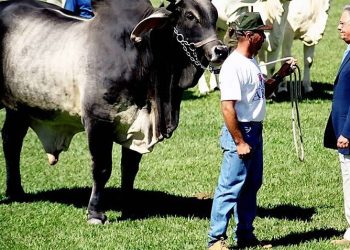 "O Protegido” oferece detalhes de como FHC contou com o apoio de empresários em sua “aventura agrária”