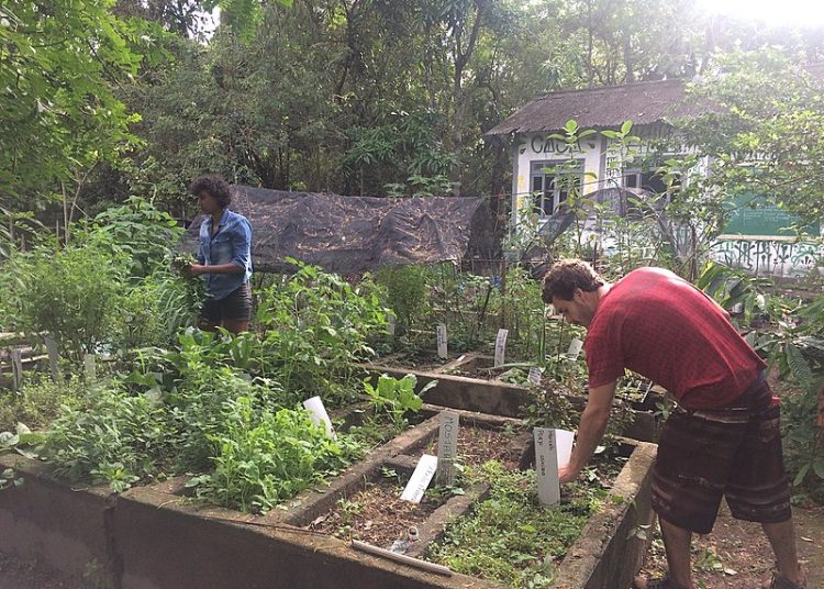 Toda sexta-feira Coletivo Casa Verde realiza um mutirão aberto à toda comunidade para manejo da área.