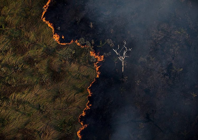 O Dia da Árvore (21 de setembro) foi marcado pelas maiores queimadas da História brasileira