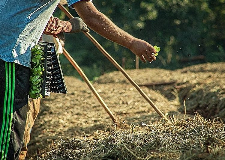 Típica de pequenos proprietários rurais, agricultura familiar caracteriza-se por ter mão de obra do próprio núcleo familiar