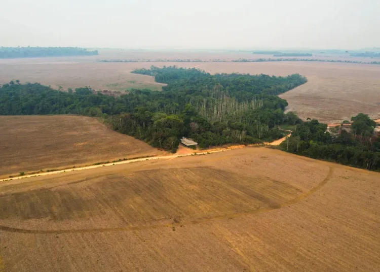 soja oeste do pará