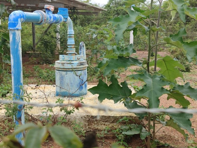 Chapada do Araripe: avanço de monoculturas é visto como ameaça à ‘caixa d’água do Sertão’