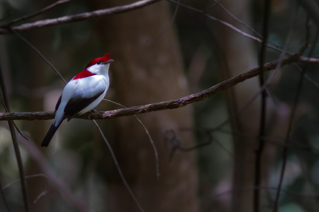 Soldadinho da Araripe é uma das espécies endêmicas da Chapada do Araripe - Sema-Ceará