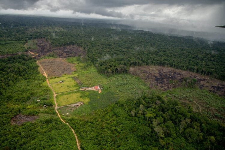 MT é estado que mais desmatou a Amazônia em janeiro; municípios comandados por fazendeiros lideram a lista 