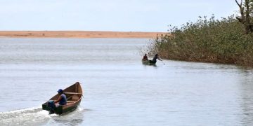 Contaminação da bacia do rio Doce matou peixes e animais