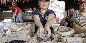 Arroz, feijão e revolução: confira os preparativos para a Feira da Reforma Agrária do MST