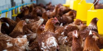 "Temos que ter o monitoramento do vírus H5N1 para que ele não se torne um vírus pandêmico, ou seja, para que, se ele sofra mutação, tenhamos capacidade de controlar"