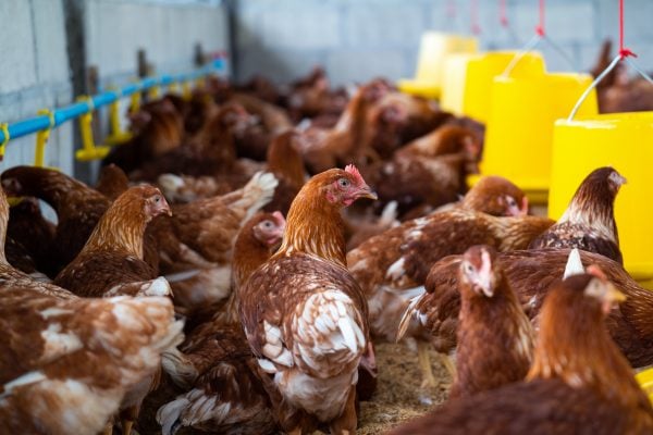 "Temos que ter o monitoramento do vírus H5N1 para que ele não se torne um vírus pandêmico, ou seja, para que, se ele sofra mutação, tenhamos capacidade de controlar"