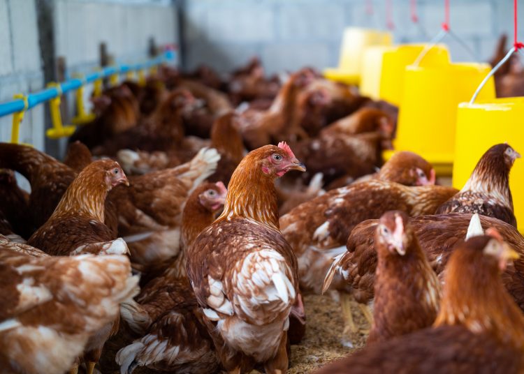 "Temos que ter o monitoramento do vírus H5N1 para que ele não se torne um vírus pandêmico, ou seja, para que, se ele sofra mutação, tenhamos capacidade de controlar"
