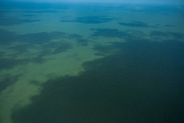 Ibama aprova plano sobre fauna na Foz do Amazonas e exploração de área fica mais próxima