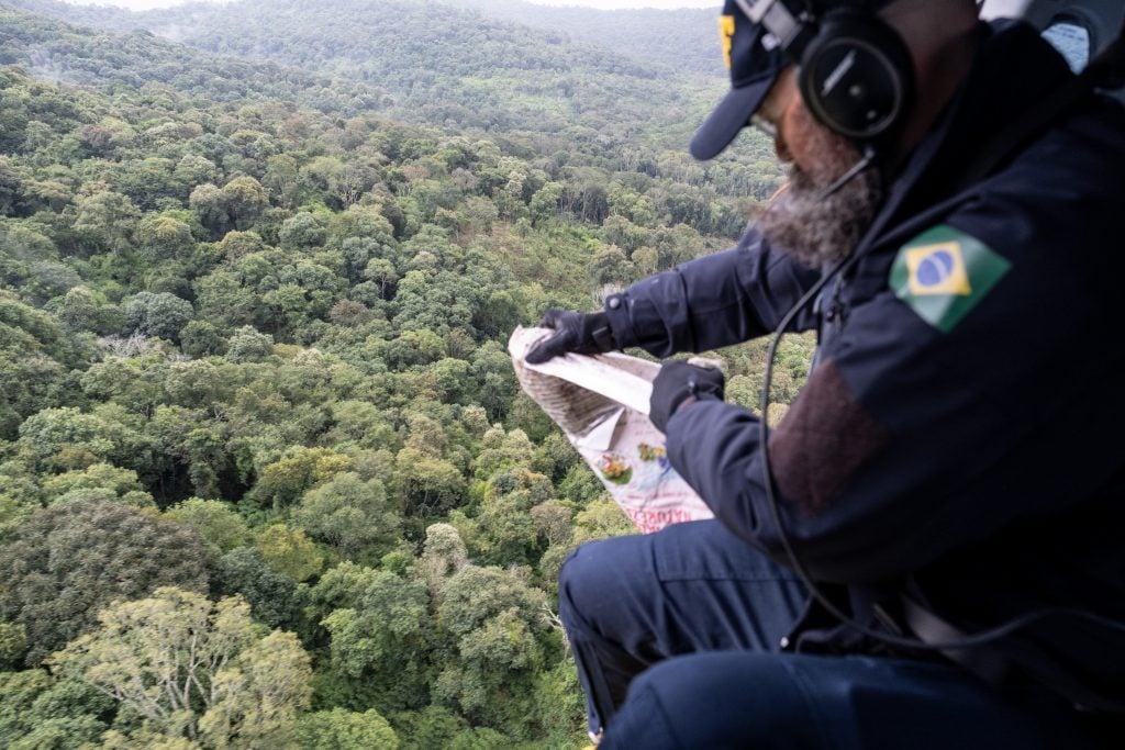 Lançamento aéreo de sementes de palmeira juçara