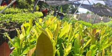 Combate à fome no Haiti: centro agroecológico forma camponeses para produzir comida de verdade