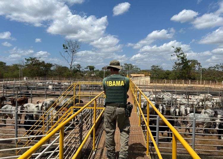 Ibama multa seis frigoríficos por compra de gado de áreas de desmatamento ilegal na Amazônia